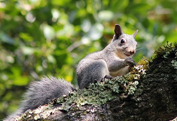 American squirrel